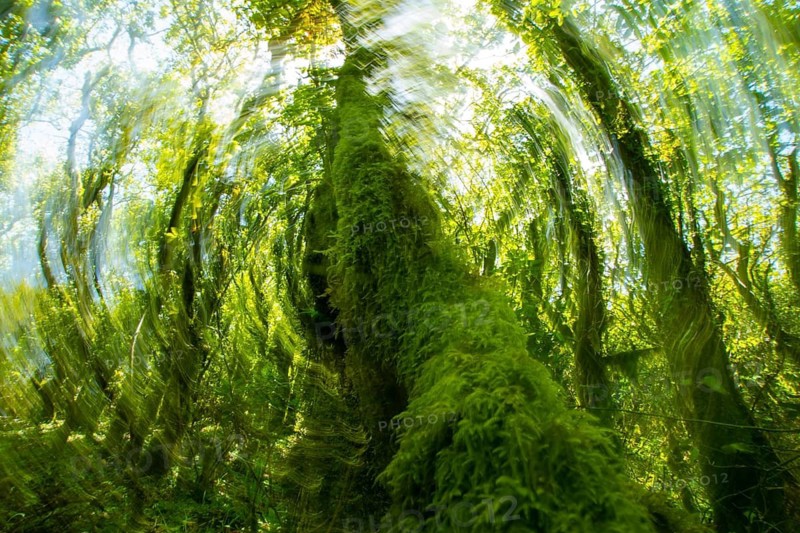 A vividly green, motion blurred image of dense forest foliage radiating sunlight through a myriad of trees and plants