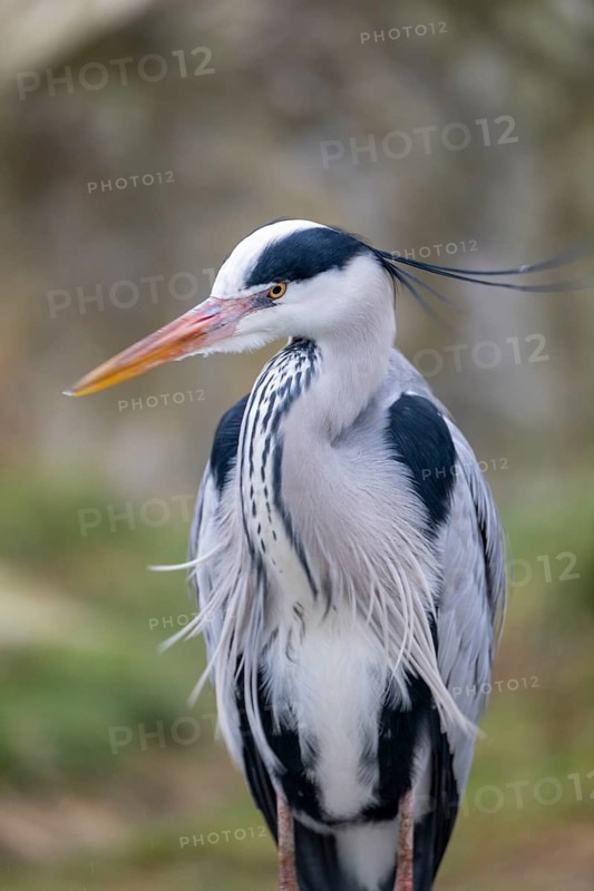 Grey heron (Ardea cinerea), portrait, Vienna, Austria