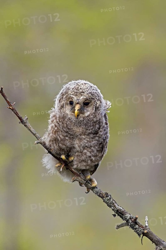 Ural owl (Strix uralensis) owlet perched in tree, Scandinavia