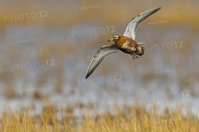 Red Phalarope (Phalaropus fulicarius), Alaska, USA