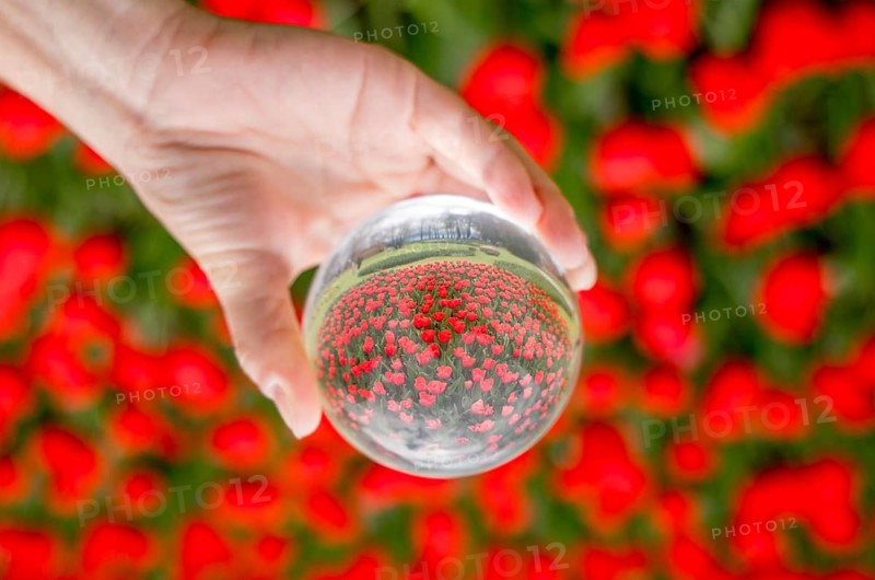 A mesmerizing view of bright red tulips captured through a glass sphere, showcasing the beauty of nature with a unique perspective, creating an intriguing visual effect