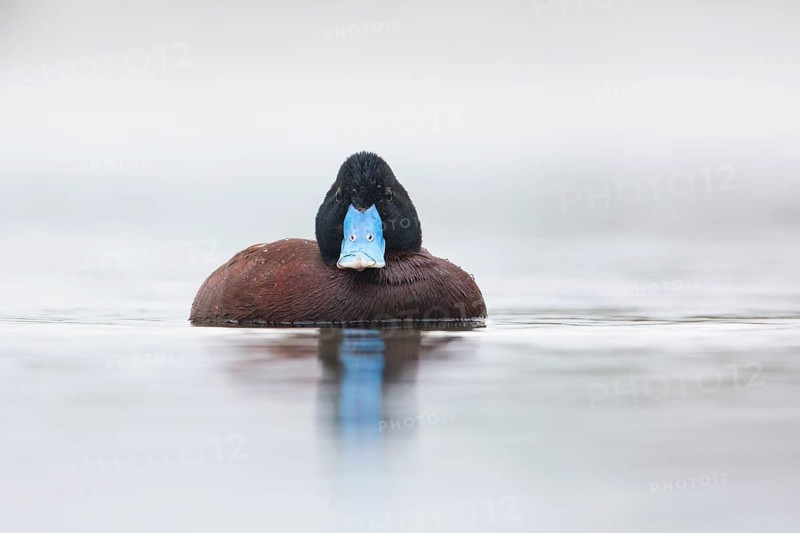 Blue-billed Duck (Oxyura australis) male, Victoria, Australia