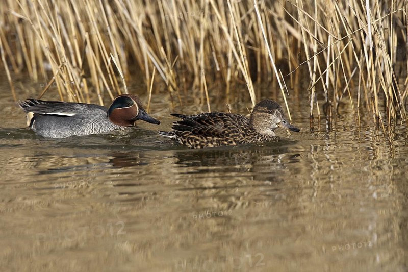 Eurasian Teal (Anas crecca), Castile-La Mancha, Spain