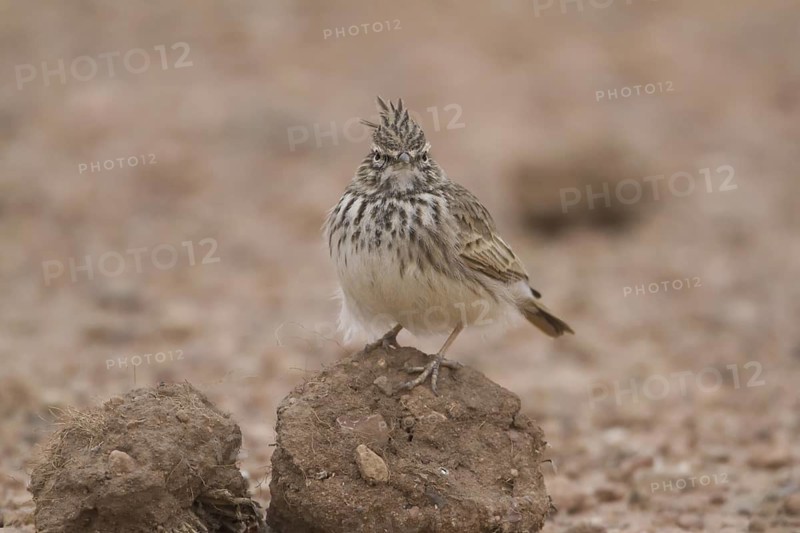 Thekla Lark (Galerida theklae), Morocco