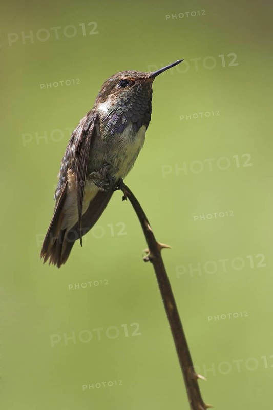 Volcano Hummingbird (Selasphorus flammula), Costa Rica