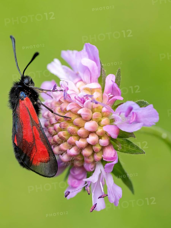 (Zygaena purpuralis), (Zygaena minos), thyme hawk moth, beavernell hawk moth, moth, butterfly, insect, macro, Black Forest, Feldberg region, Baden-Württemberg, Federal Republic of Germany
