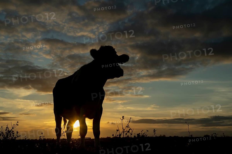 Domestic cow or cattle (Bos taurus) adult farm animal looking over the reserve silhouette at sunset, RSPB Frampton marsh nature reserve, Lincolnshire, England, United Kingdom