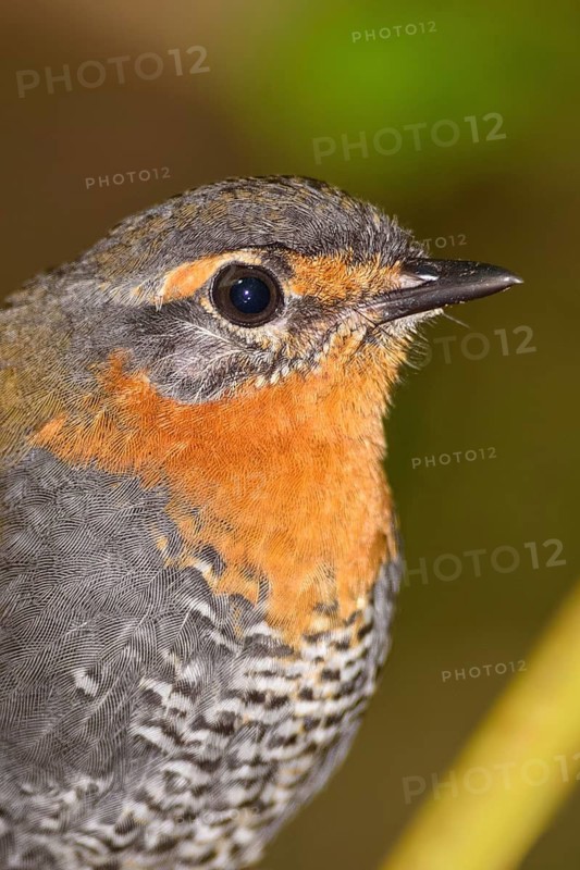 Chucao Tapaculo (Scelorchilus rubecula), Chiloe, Chile