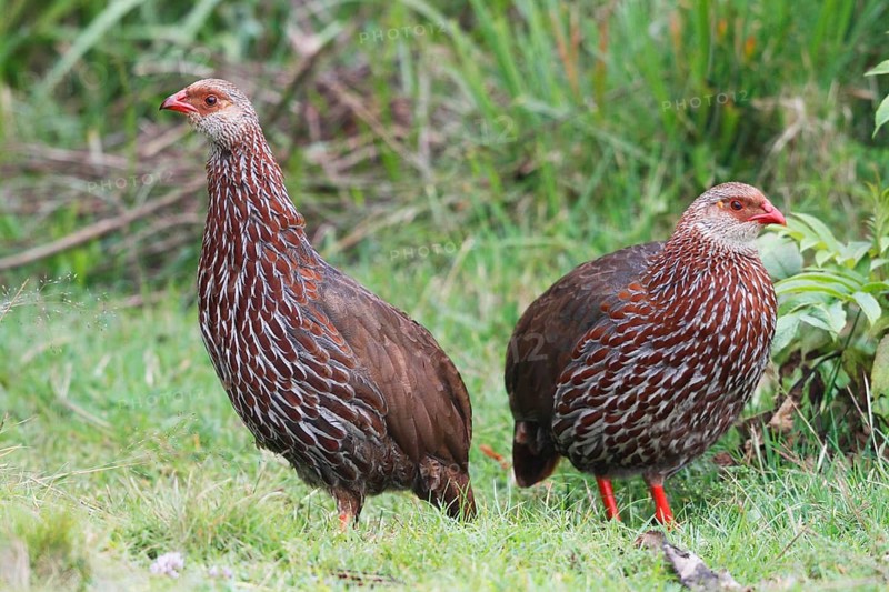 Jackson's Francolin (Pternistis jacksoni), Mount Aberdare, Kenya