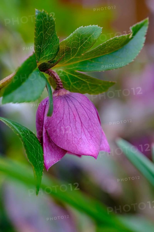 Christmas rose, spring, blossom, flower, Upper Bavaria, Bavaria, Germany