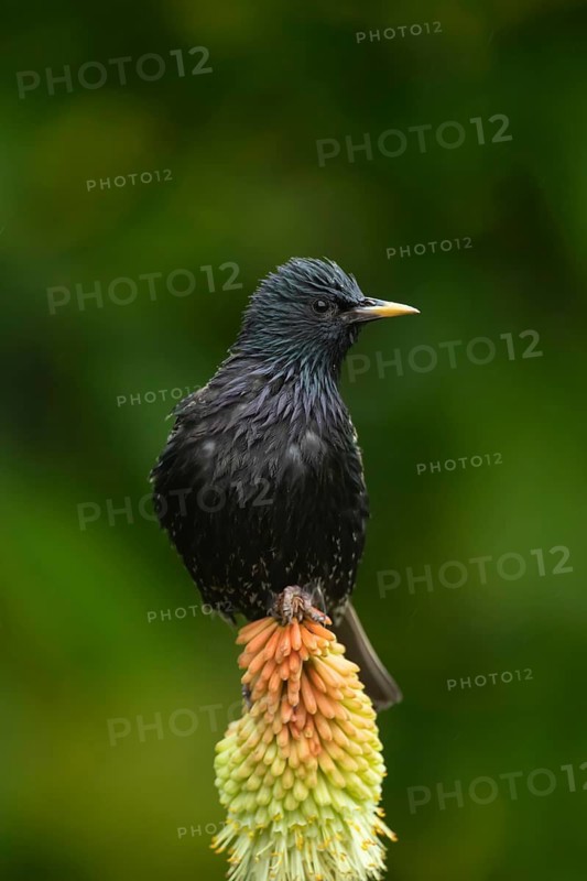 Common or European starling (Sturnus vulgaris) adult bird on a garden Red hot poker flower in summer, England, United Kingdom
