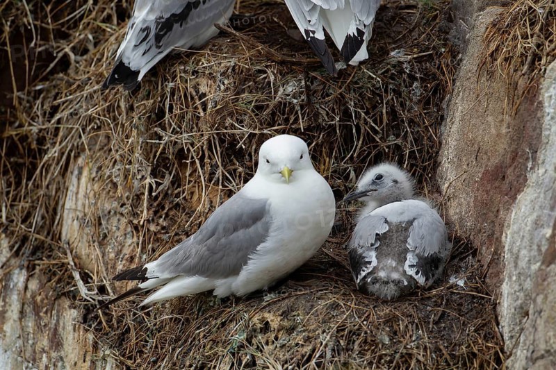 Black legged kittiwake (Rissa tridactyla) adult bird and juvenile baby on a nest on a cliff in summer, RSPB Bempton cliffs nature reserve, Yorkshire, England, United Kingdom