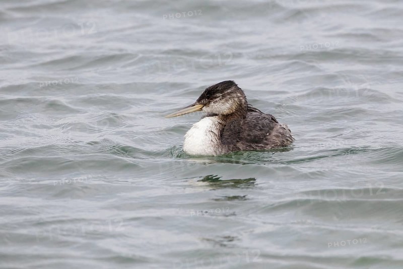 Great Grebe (Podiceps major), Chubut, Argentina