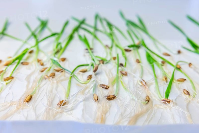 Germinating barley in the germ laboratory of the Leibniz Institute of Plant Genetics and Crop Plant Research IPK Gatersleben, Seeland, Saxony-Anhalt, Germany