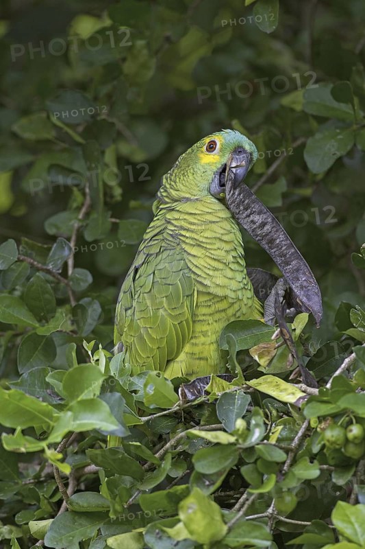 Turquoise-fronted Amazon (Amazona aestiva), Mato Grosso do Sul, Brazil