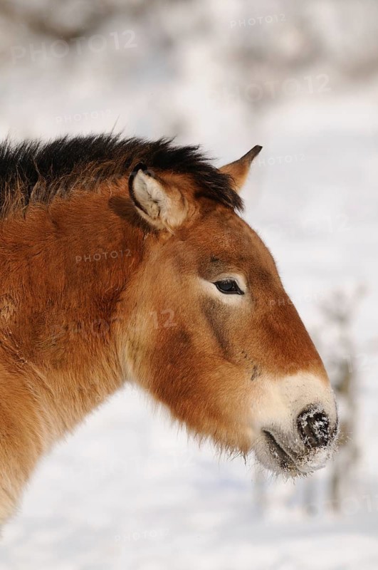 Side view of a Przewalski's horse in the snow, concentrated and calm, Przewalski's horse (Equus ferus przewalskii), Bavarian Forest National Park
