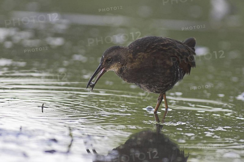 Virginia Rail (Rallus limicola), Ontario, Canada