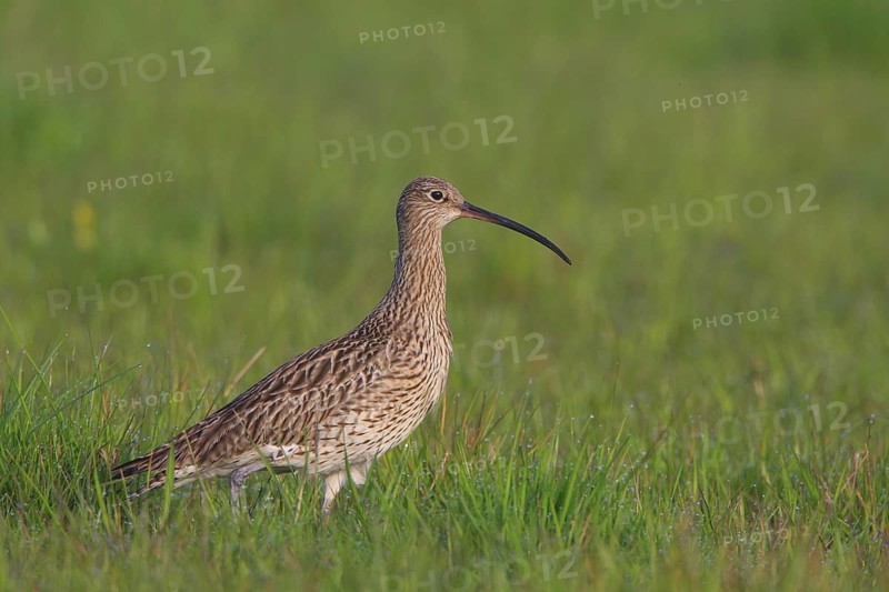 Eurasian Curlew (Numenius arquata), North Rhine-Westpalia, Germany