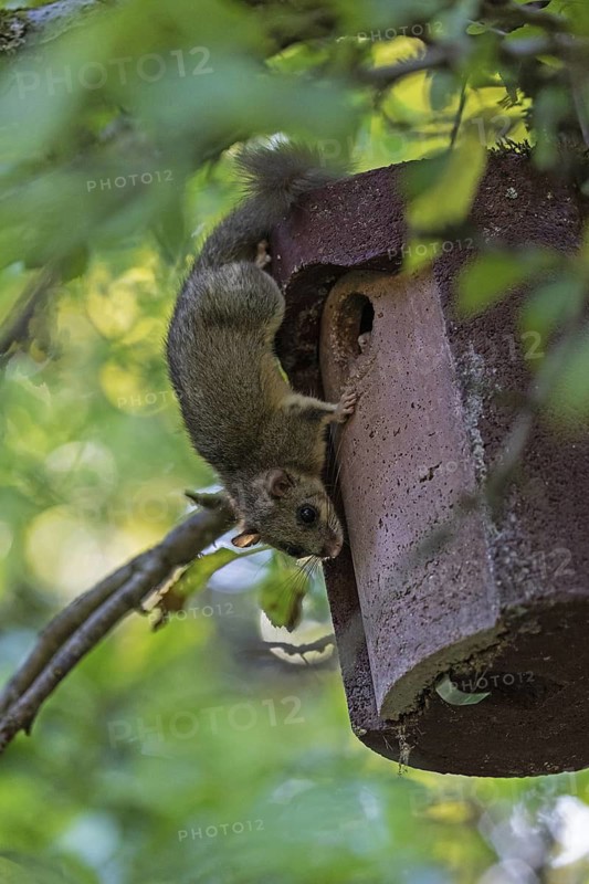 Dormouse (Glis glis), animals, mammals, dormice, nocturnal, rodents, sits on nesting box, Baden-Württemberg, Federal Republic of Germany