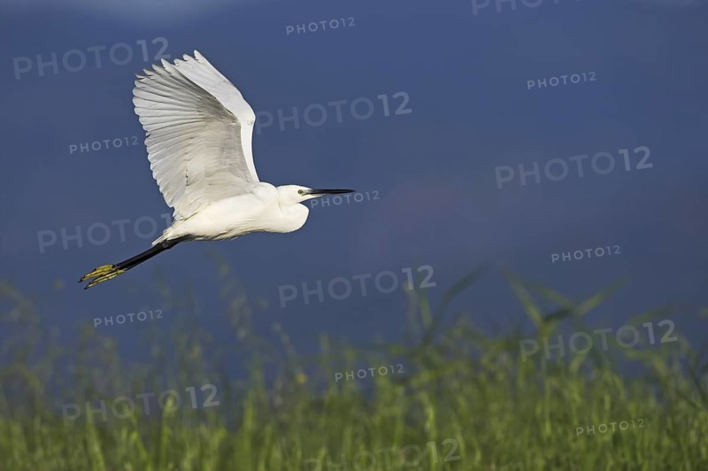 Little Egret (Egretta garzetta), Lesvos, Greece
