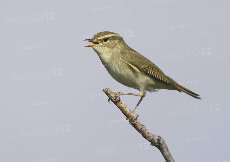 Arctic Warbler (Phylloscopus borealis) singing, Alaska, USA