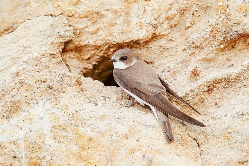 Sand martin (Riparia riparia) at the breeding tube, Schleswig-Holstein, Germany