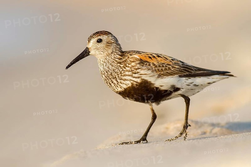 Dunlin (Calidris alpina), Poland