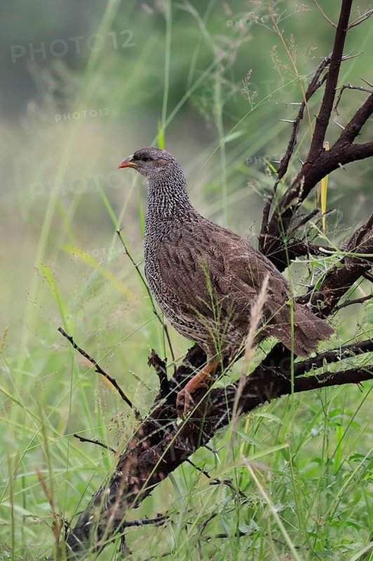 Natal Francolin (Pternistis natalensis), adult, perch, alert, Pilanesberg National Park, North West Province, South Africa