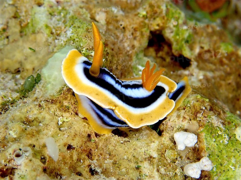 African star snail (Chromodoris africana)