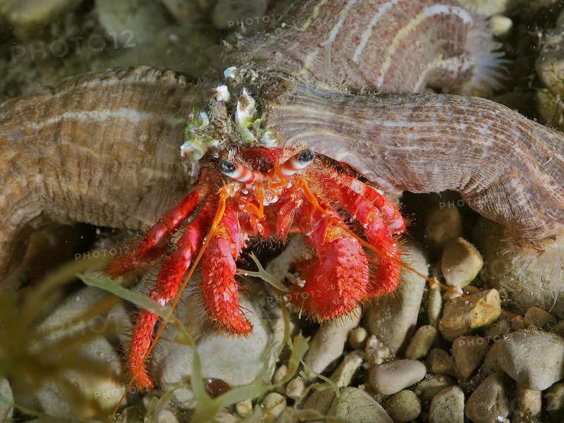 Red Hermit Crab (Dardanus calidus)