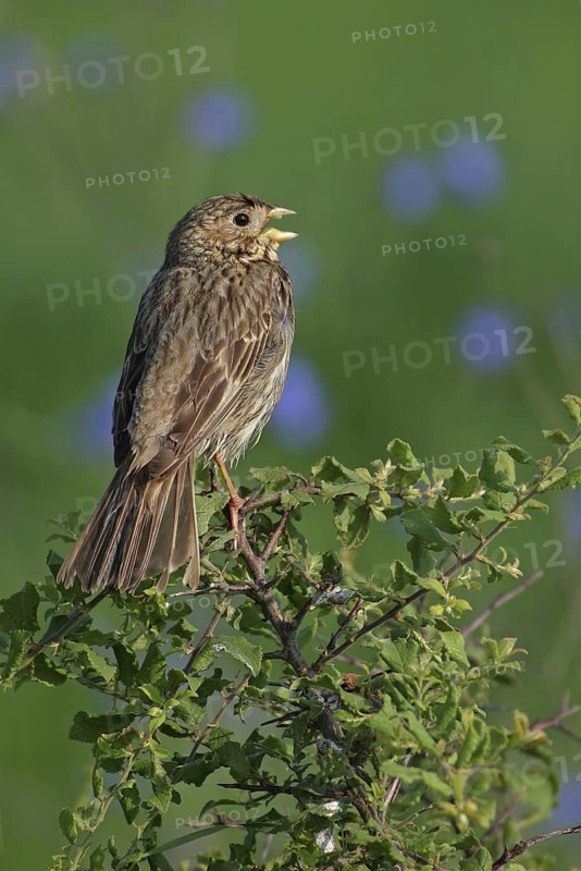 Corn Bunting (Emberiza calandra) singing, Bulgaria