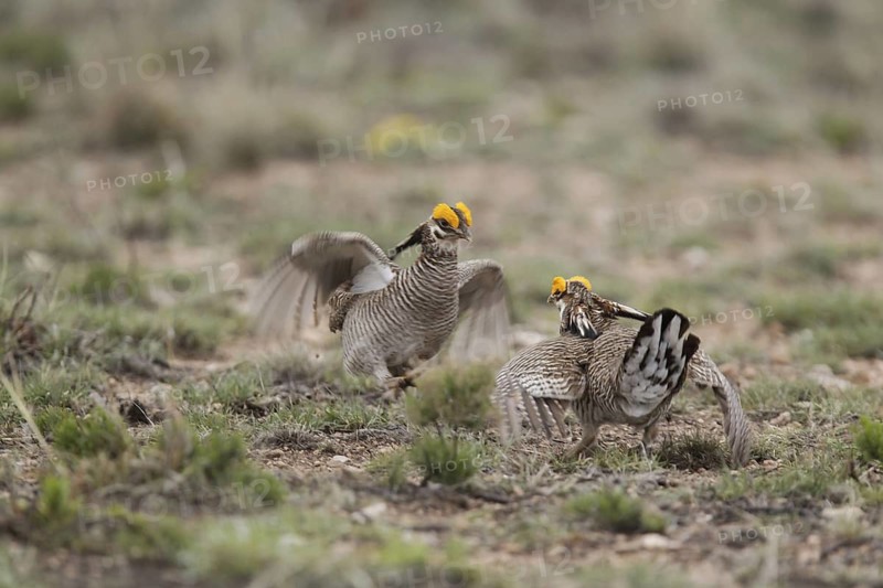 Lesser Prairie Chicken (Tympanuchus pallidicinctus) male, New Mexico, USA