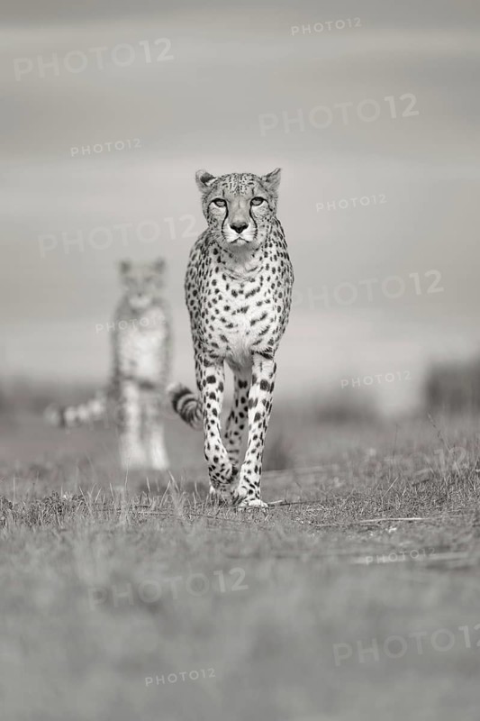 Cheetah (Acinonyx jubatus) two females walking in grassland, Castile-La Mancha, Spain