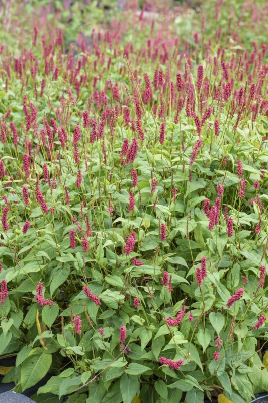 Candle knotweed (Persicaria amplexicaulis 'JS Caliente'), Bernburg, Saxony-Anhalt, Germany