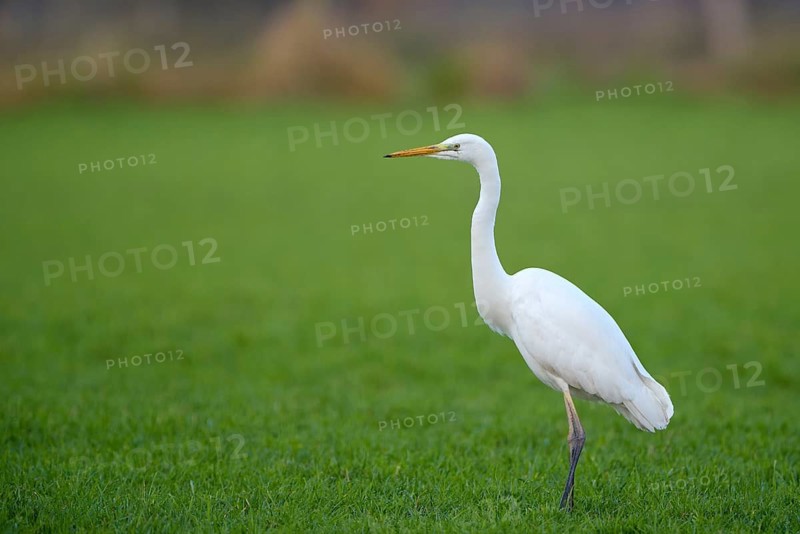 Silberreiher (Casmerodius albus), Great white egret, Altvogel auf Nahrungssuche, Dezember, NSG Dingdener Heide, Nordrhein-Westfalen, Deutschland
