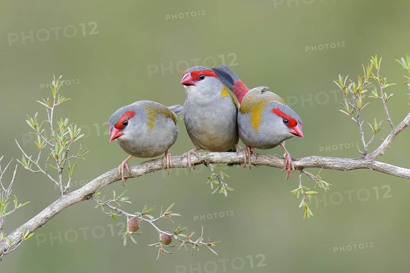 Red-browed Finch (Neochmia temporalis), Victoria, Australia