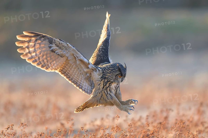 Eurasian Eagle-owl (Bubo bubo), in flight over a meadow in the last light, backlight, Swabian Alb biosphere reserve, Baden-Württemberg, Germany