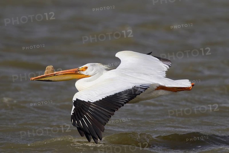 American White Pelican Pelecanus erythrorhynchos Lower Klamath Lake National Widlife Refuge, California, Unites States 9 May Adult Pelicanidae