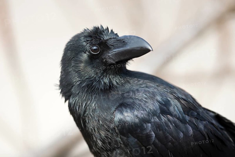 Large-billed Crow (Corvus macrorhynchos tibetosinensis), Punakha, Bhutan