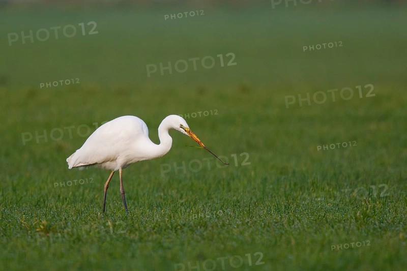 Great Egret (Ardea alba) foraging, North Rhine-Westphalia, Germany