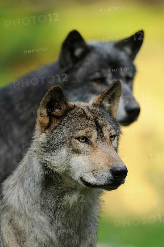 Two wolves in the countryside, one in sharp focus in the foreground, the other blurred, Timberwolf (Canis lupus lycaon), Germany