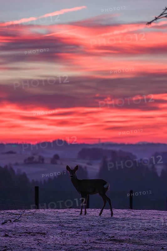 A female roe deer (Capreolus capreolus) stands in a meadow after a very cold night and waits for the sun to rise
