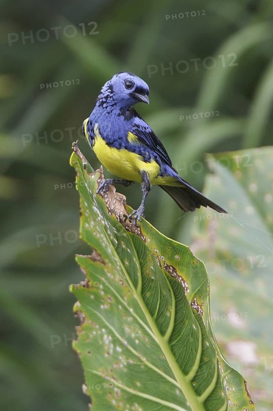 Turquoise Tanager (Tangara mexicana) perched on a branch in Ecuador, South America