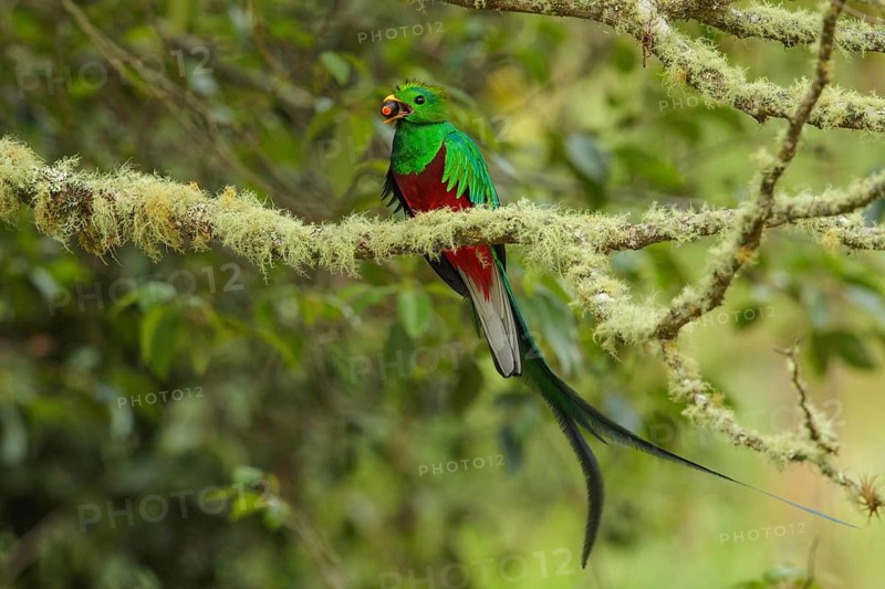 Resplendent Quetzal (Pharomachrus mocinno) perched on a branch in Costa Rica