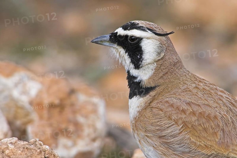 Temminck's Lark (Eremophila bilopha), Morocco