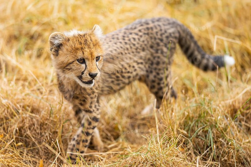 Cheetah (Acinonyx jubatus) youngster walking on a meadow, captive, occurrence Africa