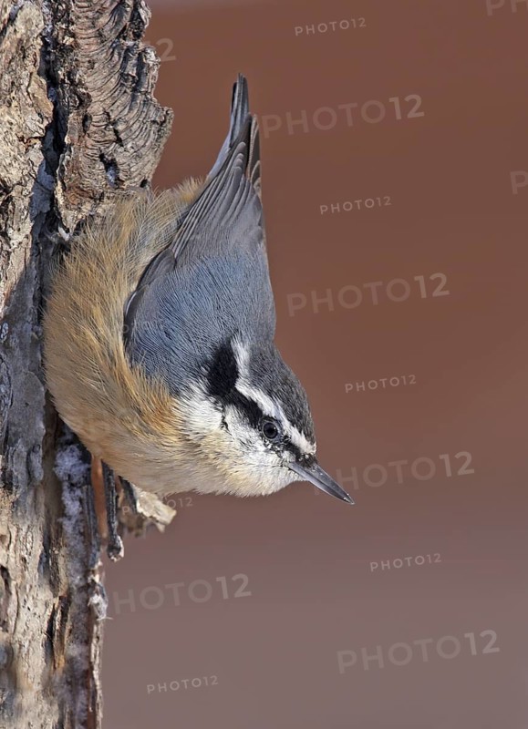 Red-breasted Nuthatch (Sitta canadensis), Saskatchewan, Canada