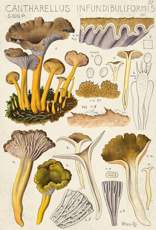 Mushroom, fungi, trumpet chanterelle, Craterellus tubaeformis, syn. Cantharellus infundibuliformis and Cantharellus tubaeformis, authentic reproduction of an illustration by Hans Walty (1868-1948) from about 1915, historical