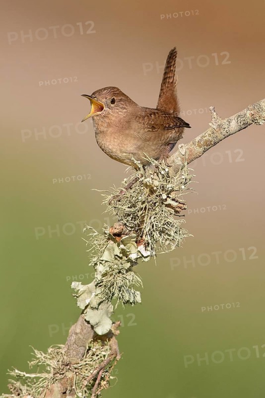 House Wren (Troglodytes aedon) male singing, Texas, USA