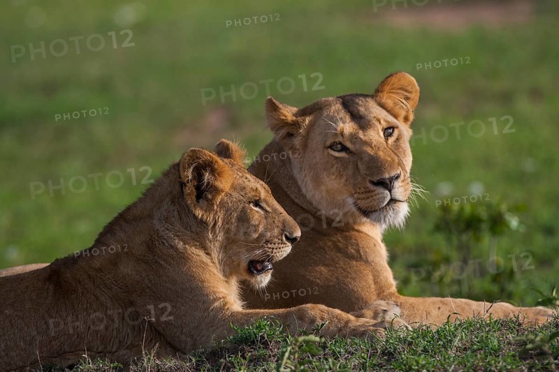 Lion offspring (Panthera leo), South Africa